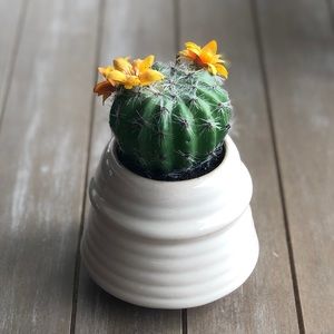 NWT Opalhouse Cactus Succulent